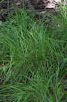 Low woodland sedge